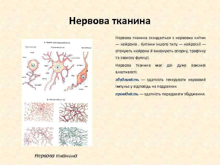Нервова тканина складається з нервових клітин — нейронів. Клітини іншого типу — нейроглії —