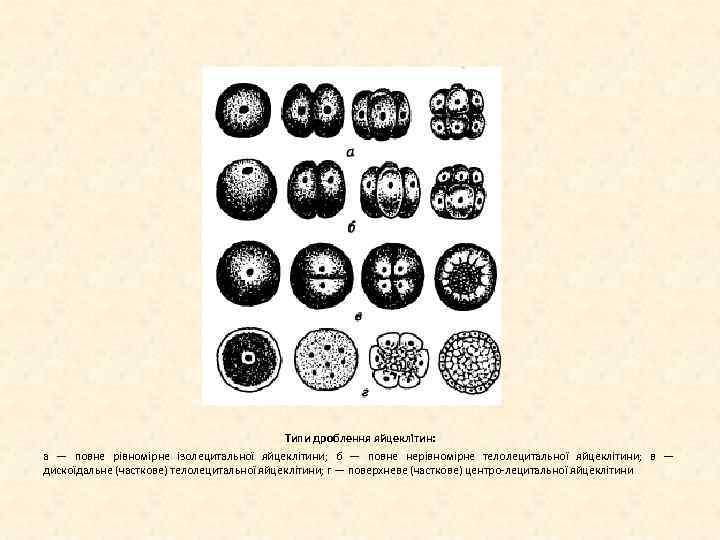 Типи дроблення яйцеклітин: а — повне рівномірне ізолецитальної яйцеклітини; б — повне нерівномірне телолецитальної