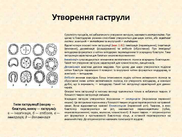 Утворення гаструли Типи гаструляції (зверху — бластула, внизу — гаструла): а — інвагінація, б