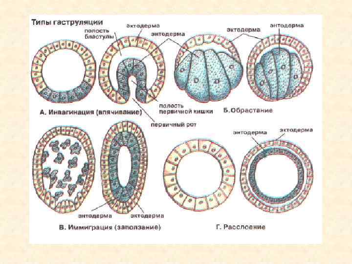 Гаструляция у человека схема