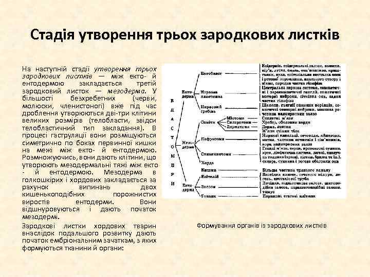 Стадія утворення трьох зародкових листків На наступній стадії утворення трьох зародкових листків — між