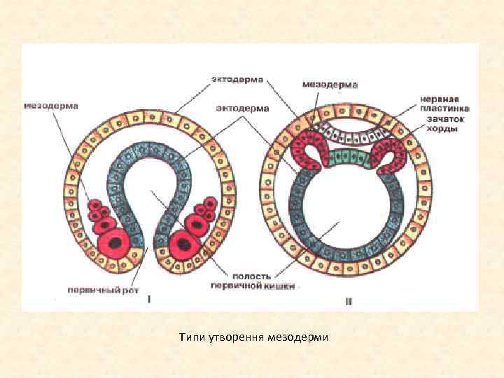 Типи утворення мезодерми 