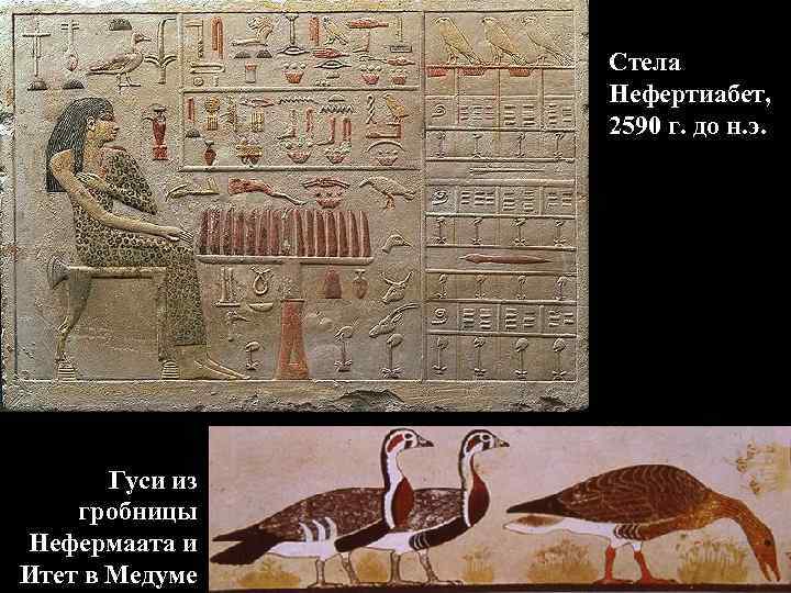 Стела Нефертиабет, 2590 г. до н. э. Гуси из гробницы Нефермаата и Итет в