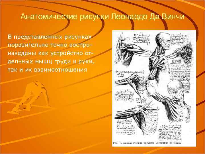 Анатомические рисунки Леонардо Да Винчи В представленных рисунках поразительно точно воспроизведены как устройство отдельных