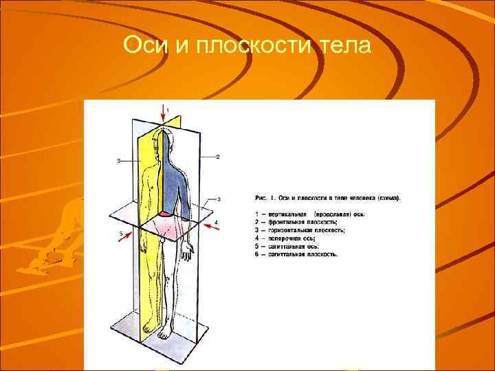 Оси и плоскости тела 