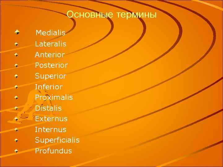 Основные термины Medialis Lateralis Anterior Posterior Superior Inferior Proximalis Distalis Externus Internus Superficialis Profundus
