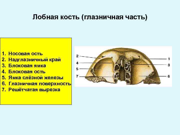 Большие лобные кости. Строение лобной кости вид снизу. Ямка слезной железы лобной кости. Блоковая ямка лобной кости. Лобная кость ви д снизву.