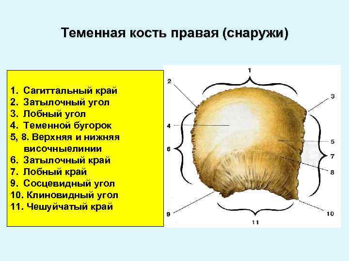 Теменная кость является костью. Правая теменная кость Сагиттальный край. Теменная кость анатомические структуры. 4 Угла теменной кости. Теменная кость черепа строение.