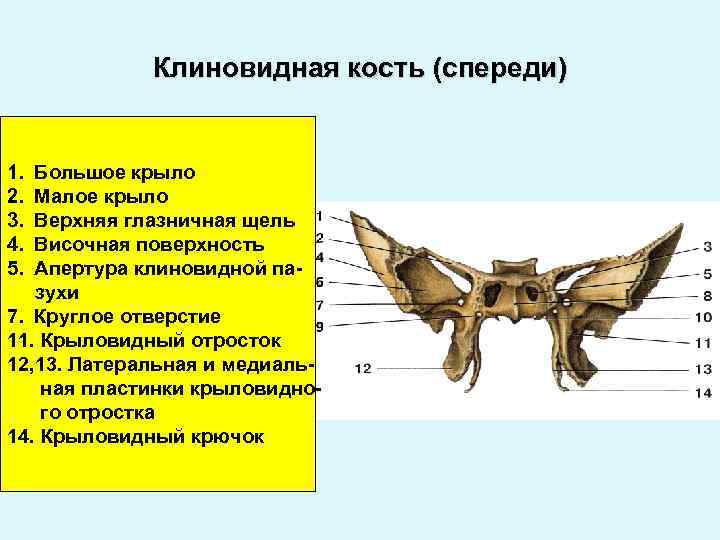 Крыловидные отростки клиновидной кости латынь