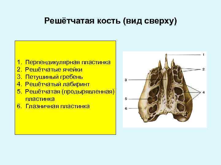 Продырявленная пластинка решетчатой кости. Решетчатая кость анатомия человека. Решетчатая кость передние решетчатые ячейки. Решетчатая кость медунивер. Петушиный гребень решетчатая кость.