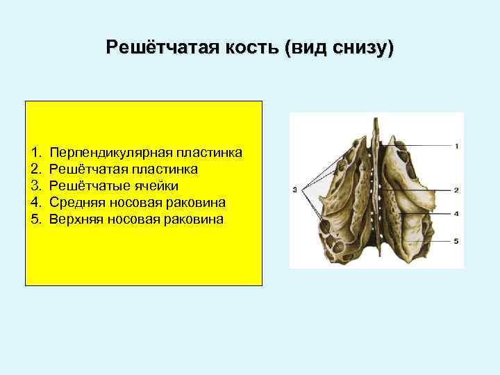 Решетчатые функции и их изображения