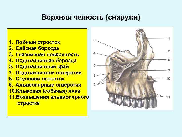 Клыковая ямка. Верхняя челюсть анатомия глазничный отросток. Строение верхней челюсти лобный отросток. 4 Отростка верхней челюсти.