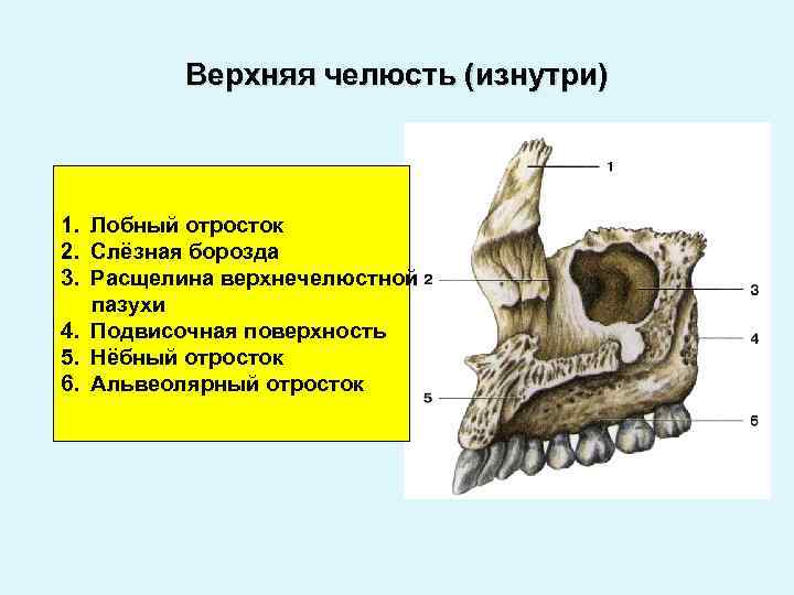 Альвеолярный отросток верхней челюсти