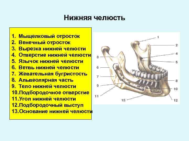 Венечный отросток нижней челюсти