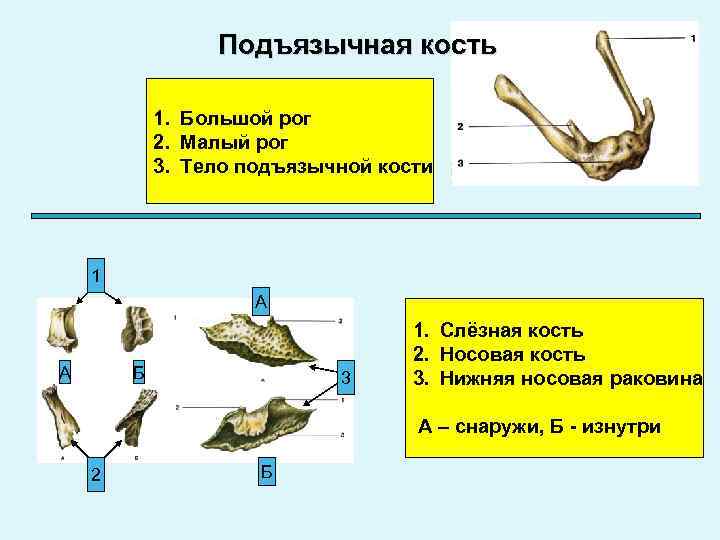 Подъязычная кость 1. Большой рог 2. Малый рог 3. Тело подъязычной кости 1 А