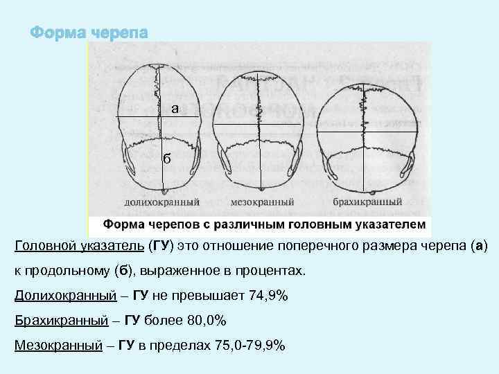 Три формы черепа. Форма черепа. Формы черепа человека. Варианты формы черепа.