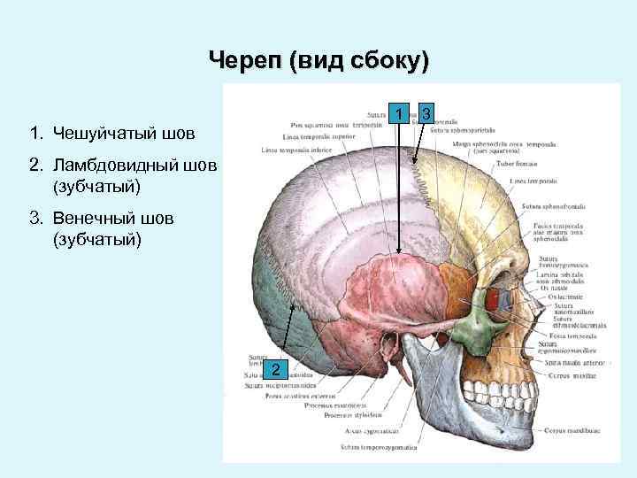 Череп (вид сбоку) 1 1. Чешуйчатый шов 2. Ламбдовидный шов (зубчатый) 3. Венечный шов