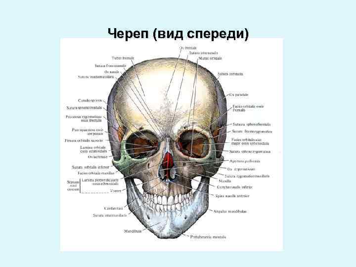 Череп (вид спереди) 