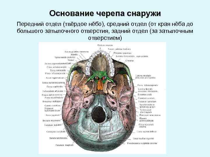 Основание черепа отделы. Наружное основание черепа топографическая анатомия. Границы наружного основания черепа.