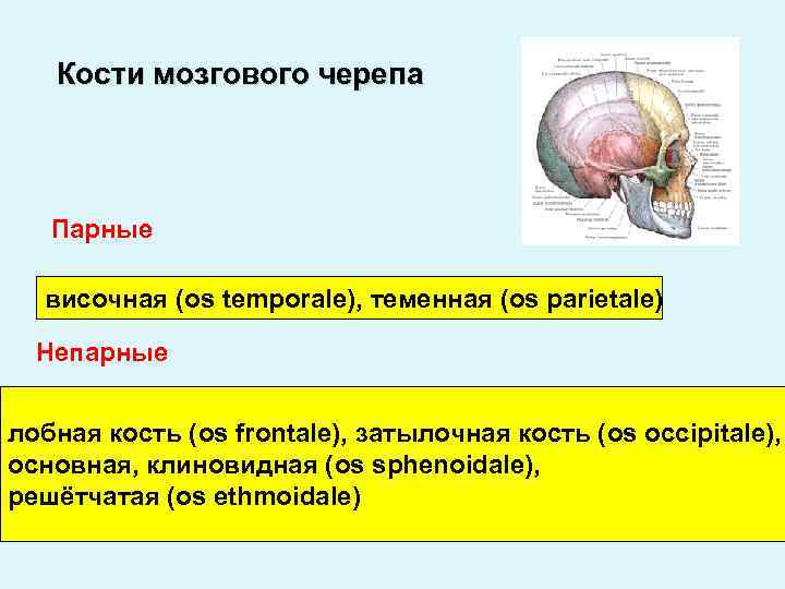 Кости мозгового черепа Парные височная (os temporale), теменная (os parietale) Непарные лобная кость (os