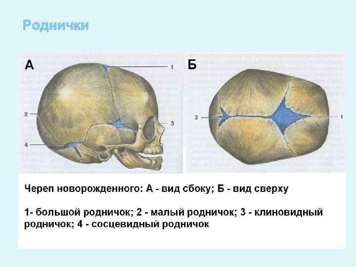 Типы родничков. Швы и роднички черепа. Швы черепа вид сбоку. Роднички черепа новорожденного. Швы и роднички черепа анатомия.