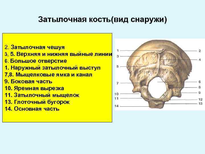 Выйная линия затылочной кости в картинках