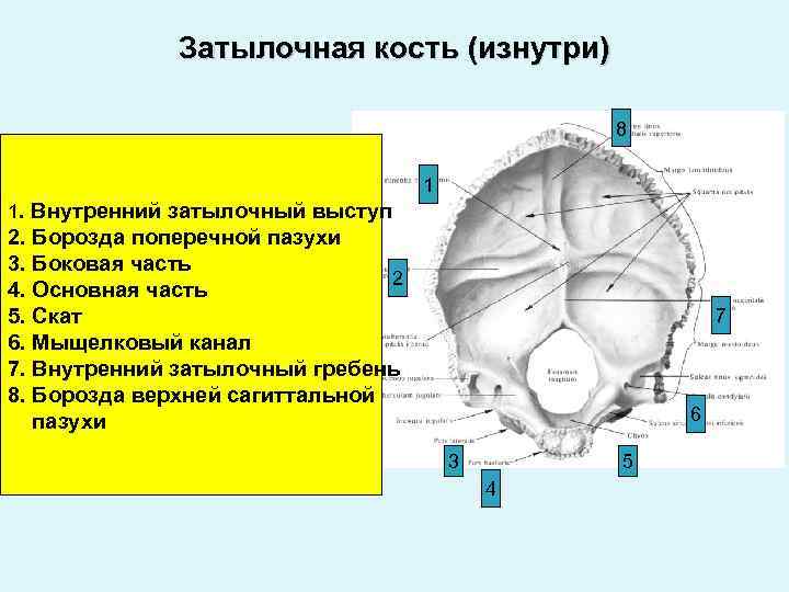 Борозды синусов. Анатомия затылочной кости. Затылочная кость внутренний затылочный Выступ. Глоточный бугорок затылочной кости. Строение затылочной кости Скат.