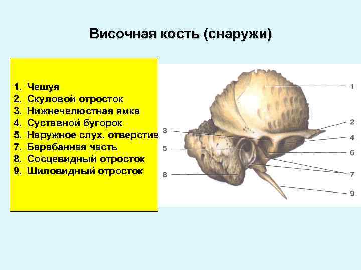 Изменения височной кости. Строение височной кости анатомия. Пирамида (каменистая часть) височной кости. Височная кость пирамида. Височная кость черепа анатомия человека.
