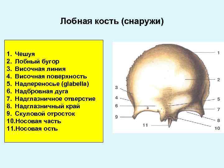 Лобная кость отростки. Строение лобной кости черепа. Лобная кость черепа анатомия. Строение чешуи лобной кости. Наружная поверхность чешуи лобной кости.