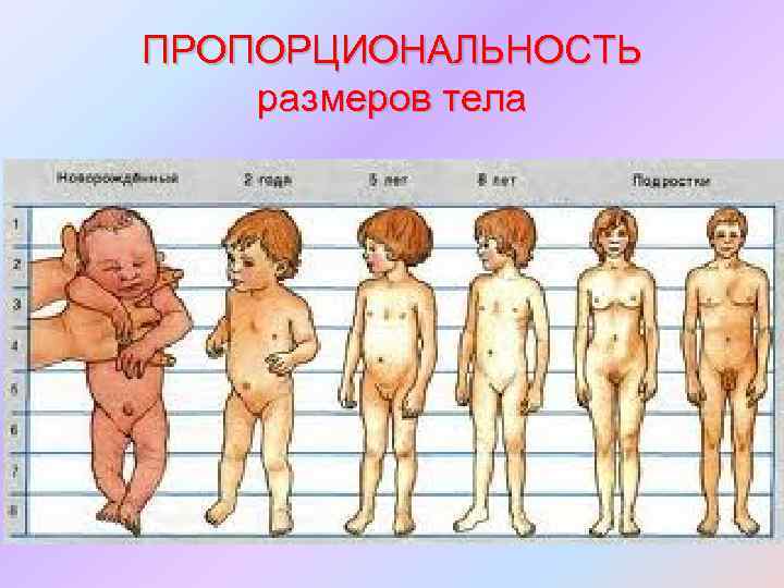 ПРОПОРЦИОНАЛЬНОСТЬ размеров тела 