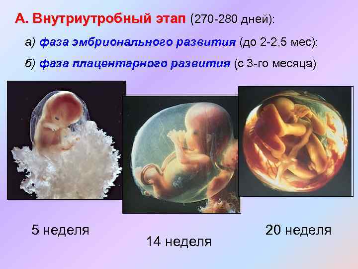 Стадии внутриутробного периода