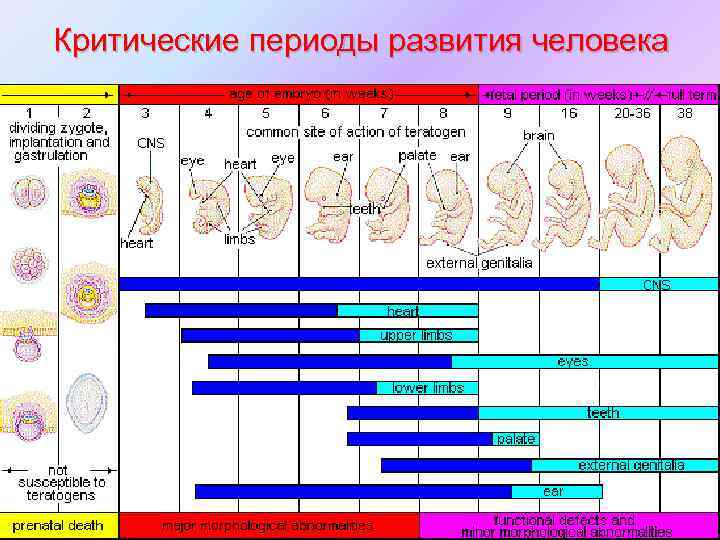 Зародышевый период развития человека фото