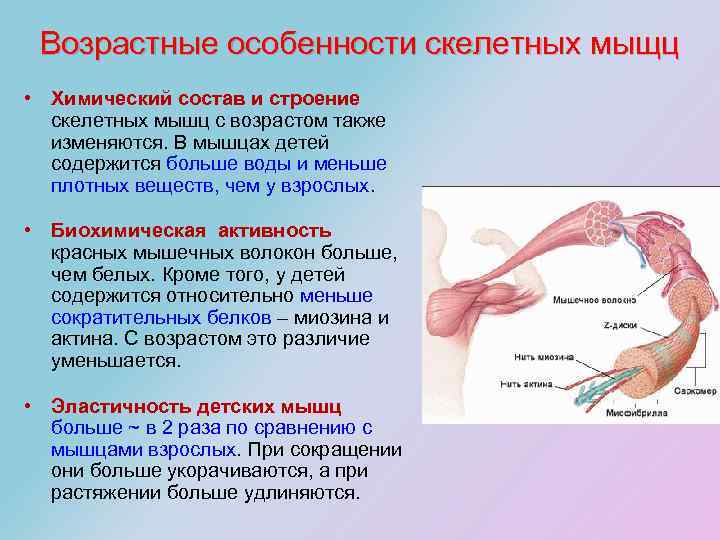 Возрастные особенности скелетных мыщц • Химический состав и строение скелетных мышц с возрастом также