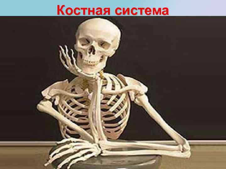 Костная система 