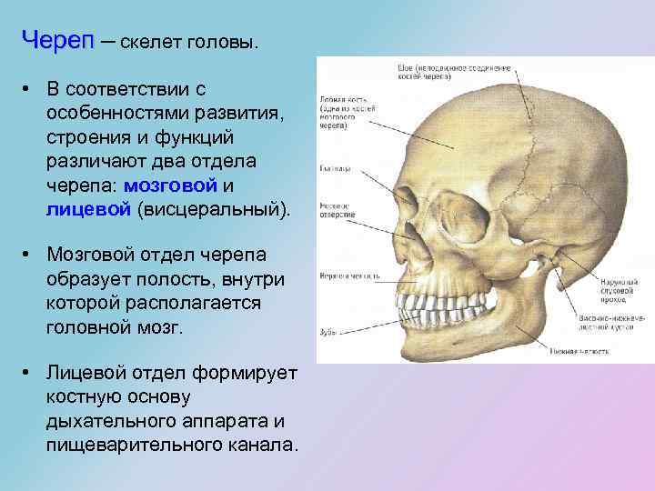 Череп ─ скелет головы. • В соответствии с особенностями развития, строения и функций различают