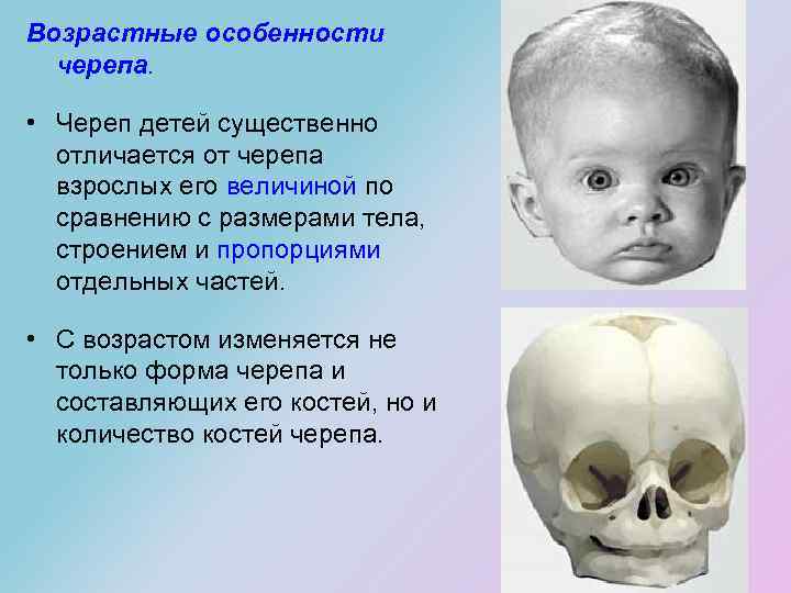 Возрастные особенности черепа. • Череп детей существенно отличается от черепа взрослых его величиной по