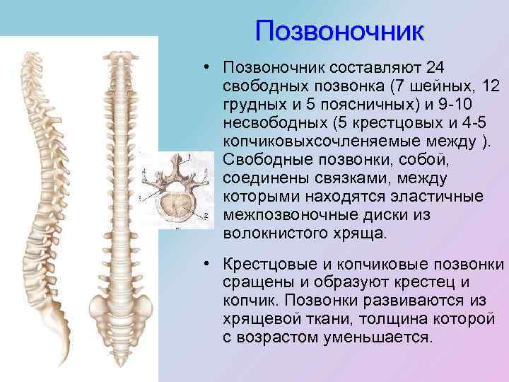 Позвоночник • Позвоночник составляют 24 свободных позвонка (7 шейных, 12 грудных и 5 поясничных)