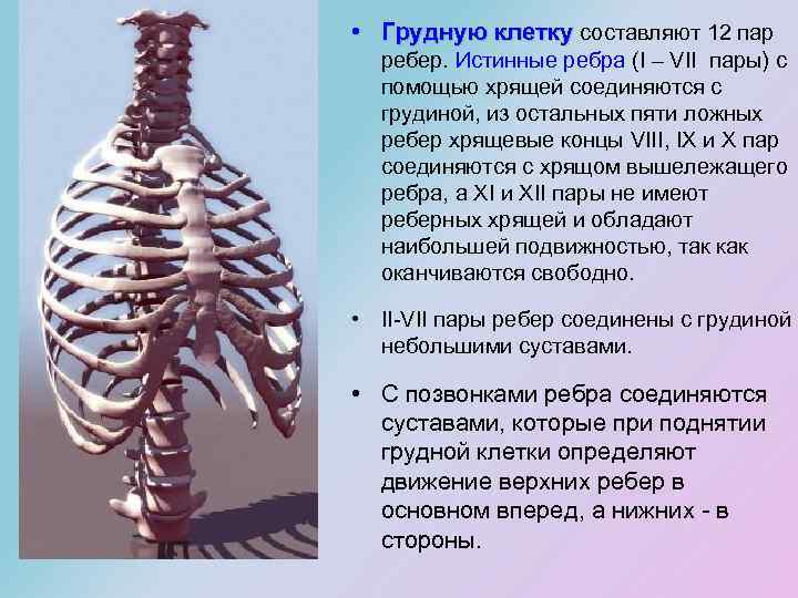  • Грудную клетку составляют 12 пар Грудную клетку ребер. Истинные ребра (I –