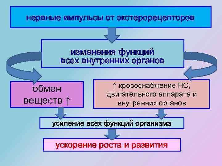 нервные импульсы от экстерорецепторов изменения функций всех внутренних органов обмен веществ ↑ ↑ кровоснабжение