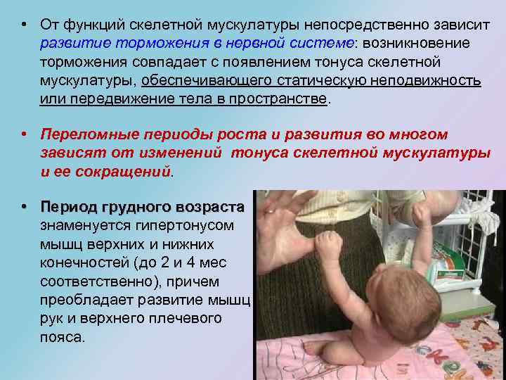  • От функций скелетной мускулатуры непосредственно зависит развитие торможения в нервной системе: возникновение