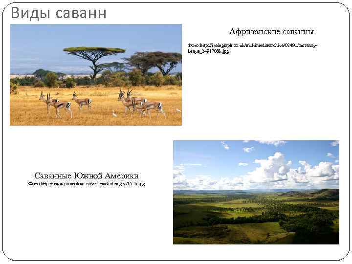 Виды саванн Африканские саванны Фото: http: //i. telegraph. co. uk/multimedia/archive/02491/currencykenya_2491708 k. jpg Саванные Южной