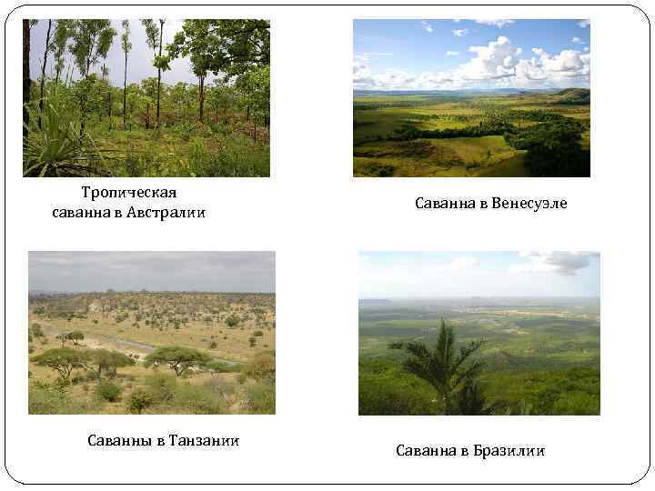 Описание саванны по плану 6 класс география