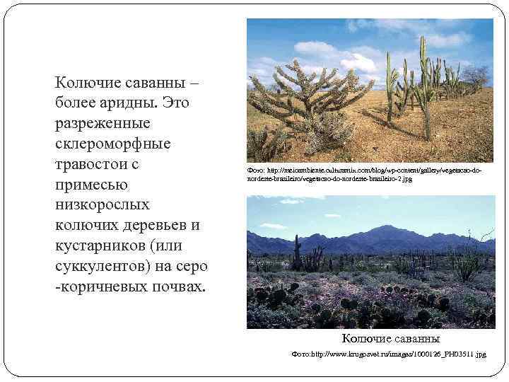Колючие саванны – более аридны. Это разреженные склероморфные травостои с примесью низкорослых колючих деревьев