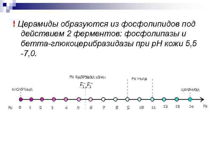 ! Церамиды образуются из фосфолипидов под действием 2 ферментов: фосфолипазы и бетта-глюкоцерибразидазы при р.