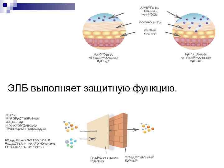 ЭЛБ выполняет защитную функцию. 