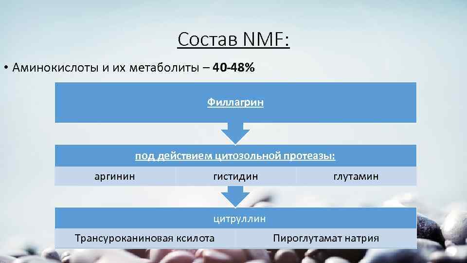 Состав NMF: • Аминокислоты и их метаболиты – 40 -48% Филлагрин под действием цитозольной