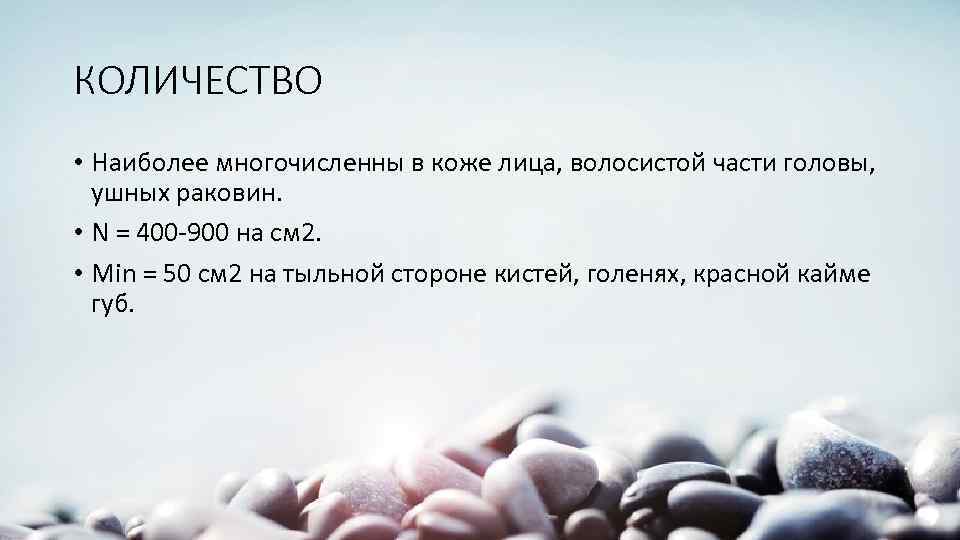 КОЛИЧЕСТВО • Наиболее многочисленны в коже лица, волосистой части головы, ушных раковин. • N