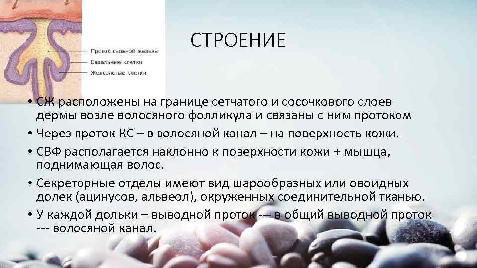 СТРОЕНИЕ • СЖ расположены на границе сетчатого и сосочкового слоев дермы возле волосяного фолликула