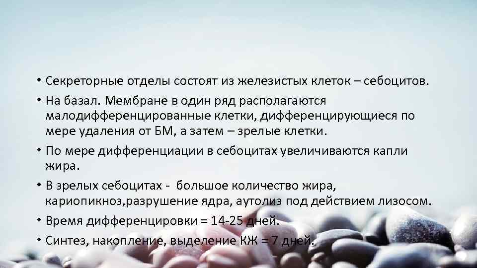  • Секреторные отделы состоят из железистых клеток – себоцитов. • На базал. Мембране