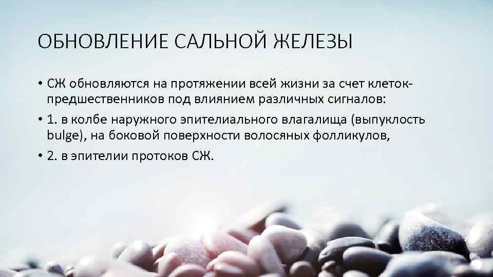 ОБНОВЛЕНИЕ САЛЬНОЙ ЖЕЛЕЗЫ • СЖ обновляются на протяжении всей жизни за счет клетокпредшественников под